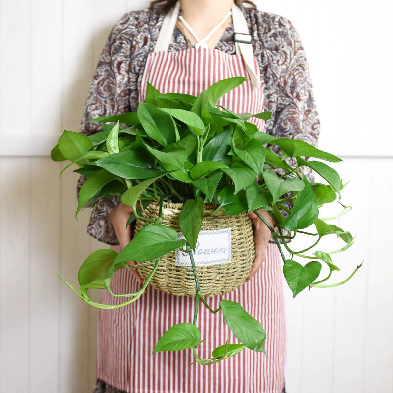 Green Radish Devil's Ivy Pastoral Straw Woven Flowerpot