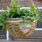 Hanging Creative Green Radish Pot Flower Weaving Chlorophytum