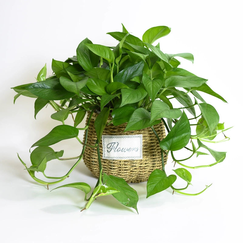 Green Radish Devil's Ivy Pastoral Straw Woven Flowerpot