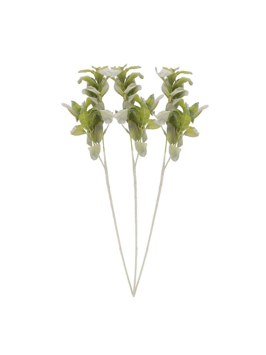 Pier 1 Set Of 12 Lambs Ear Stems 27.5" - Pier 1